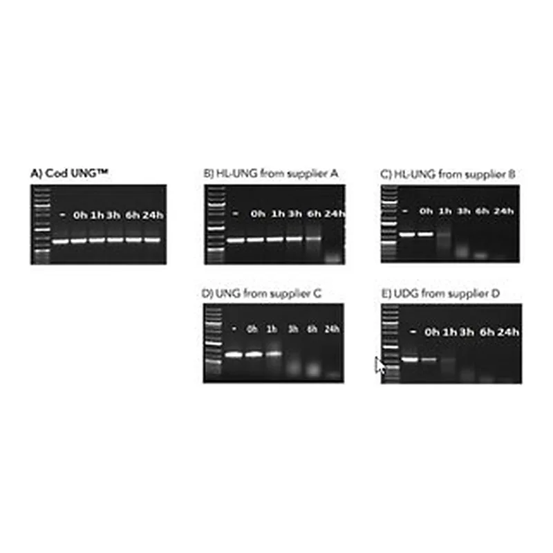 Merck Heat-labile Cod Uracil-DNA Glycosylase