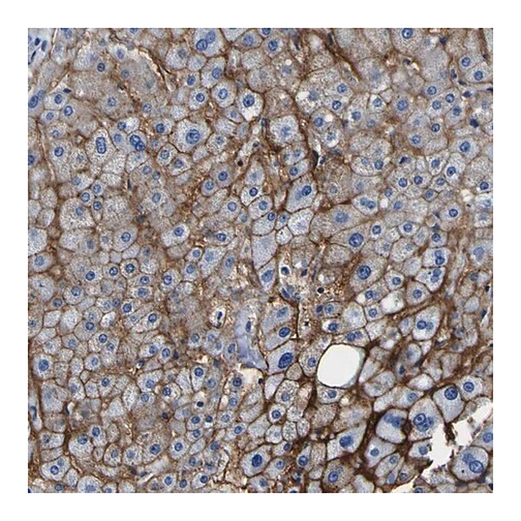 Merck Anti-ADGRA2 antibody produced in rabbit