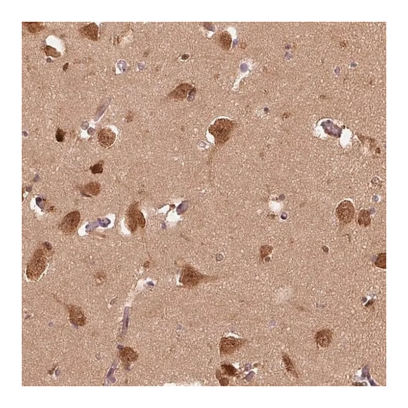 Merck Anti-ERI3 antibody produced in rabbit