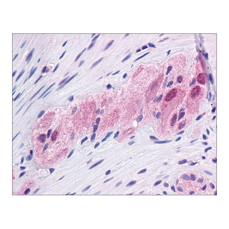 Merck Anti-FOXC1, (N-terminal) antibody produced in rabbit