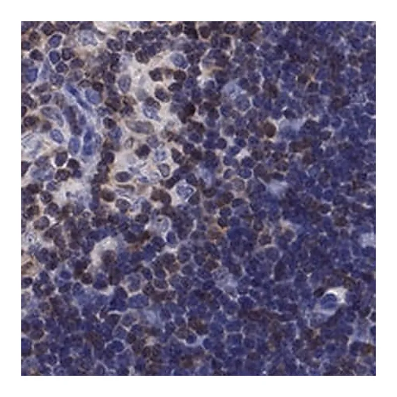 Merck Anti-LIMD2 antibody produced in rabbit