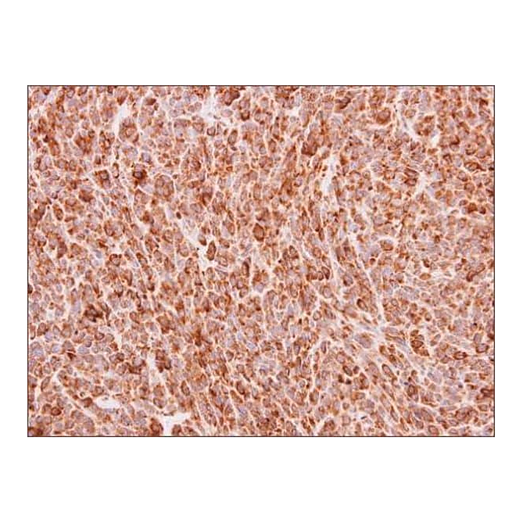 Merck Anti-BMP4 antibody produced in rabbit