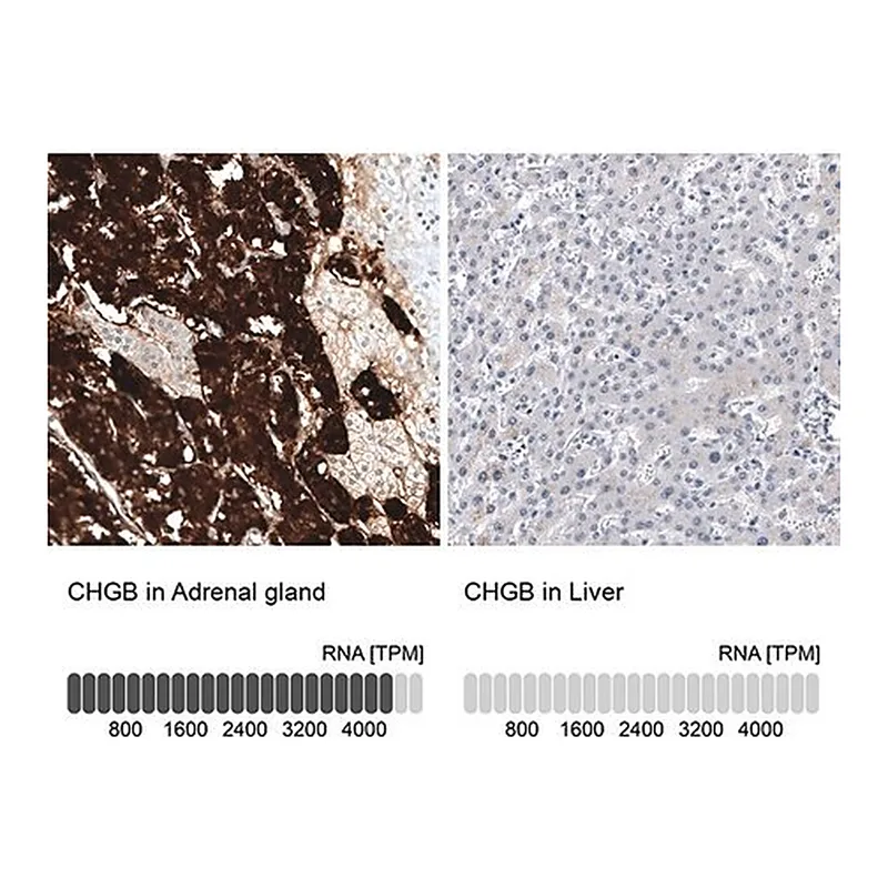 Merck Monoclonal Anti-CHGB antibody produced in mouse