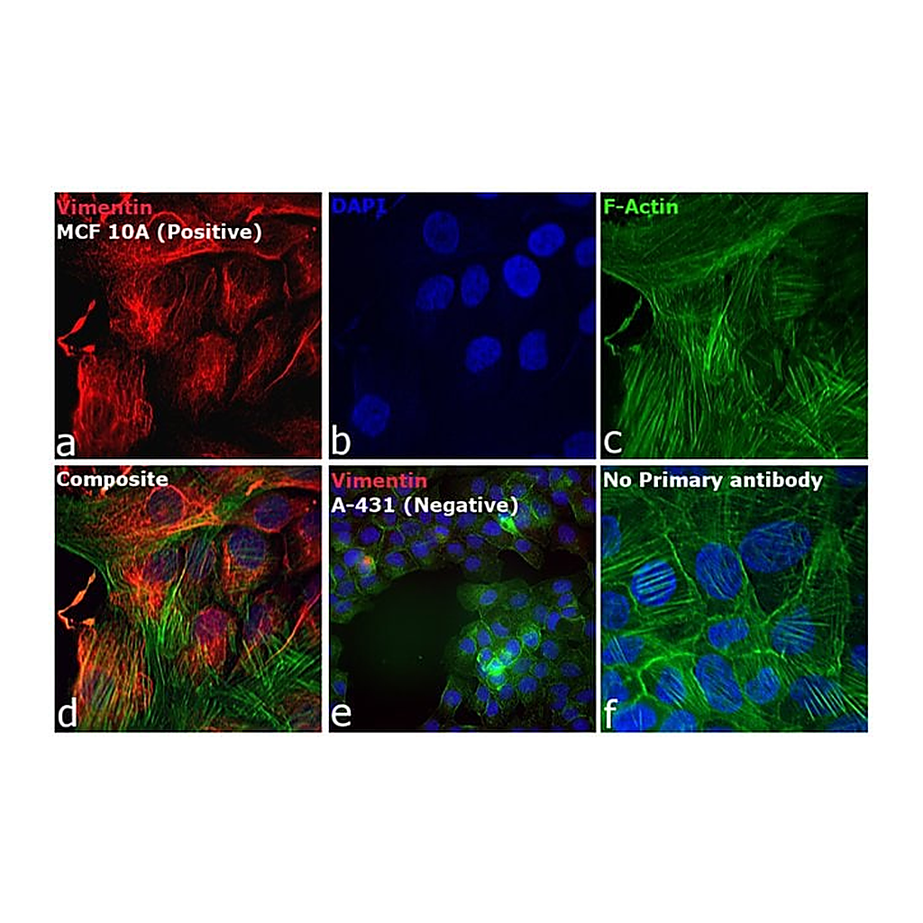 Thermo Fisher Scientific Donkey anti-Rabbit IgG (H+L) Highly Cross-Adsorbed Secondary Antibody, Alexa Fluor Plus 594