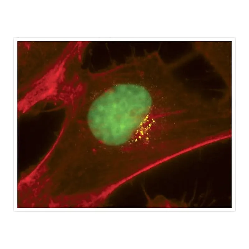 Thermo Fisher Scientific Goat anti-Mouse IgG (H+L) Cross-Adsorbed Secondary Antibody, Alexa Fluor 430