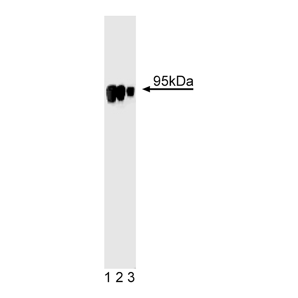 BD Purified Mouse Anti-HIF-1β/ARNT1