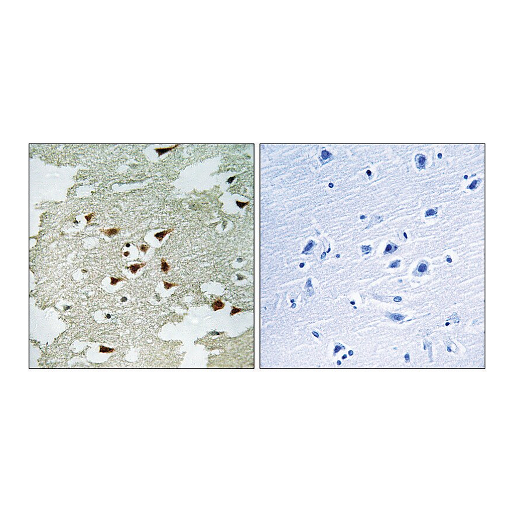 Merck Anti-AKT antibody produced in rabbit