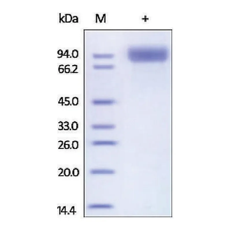 Merck Neprilysin/CD10 human