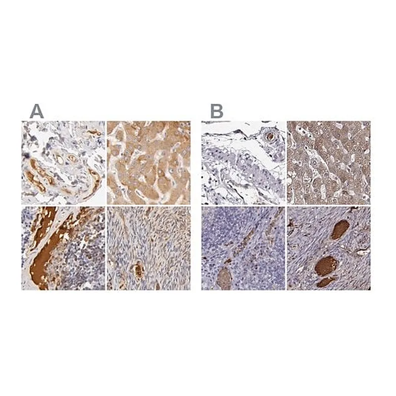 Merck Anti-TF antibody produced in rabbit