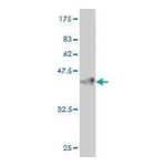 Merck Monoclonal Anti-GUCY2C antibody produced in mouse
