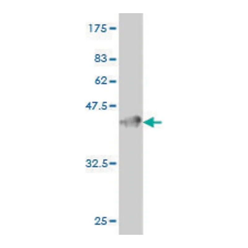 Merck Monoclonal Anti-GUCY2C antibody produced in mouse