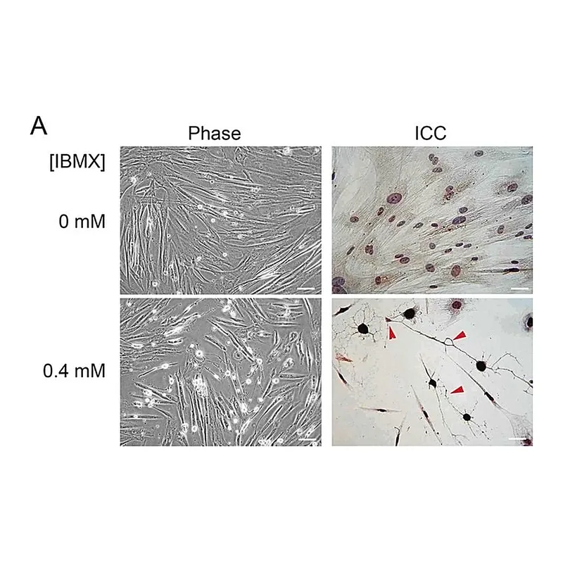 Merck Anti-Neuron-Specific Enolase (NSE), Mouse monoclonal