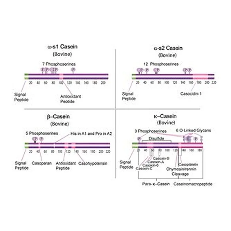 Merck CASEIN FROM BOVINE MILK
