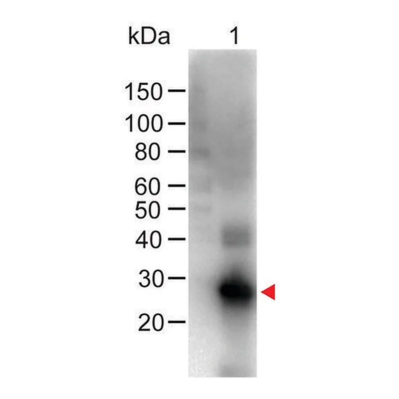 Merck Anti-Human IgG (Fc specific), F(ab')2 fragment, highly cross adsorbed-Biotin antibody produced in goat