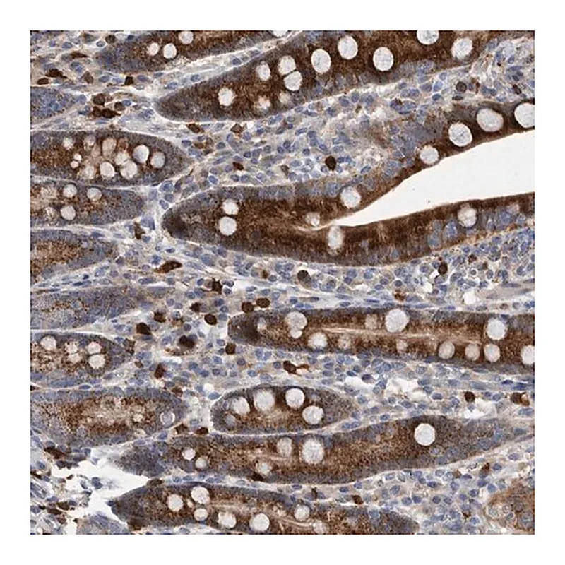 Merck Anti-CRISPLD2 antibody produced in rabbit