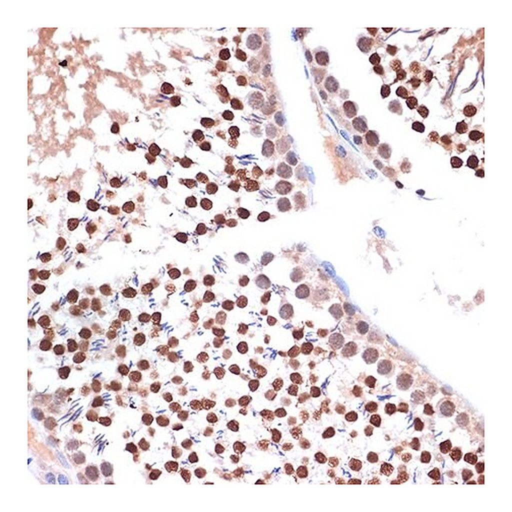 Merck Anti-NUP153 antibody produced in rabbit