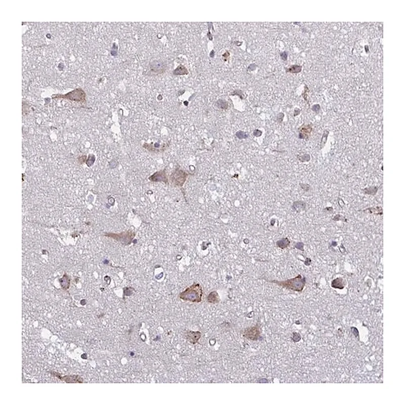 Merck Anti-TMEM8C antibody produced in rabbit