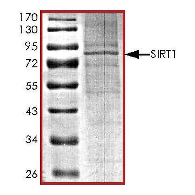 Merck SIRT1, active, His tagged human