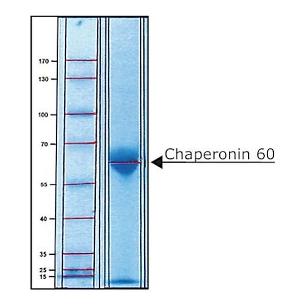 Merck CHAPERONIN 60 FROM ESCHERICHIA COLI&