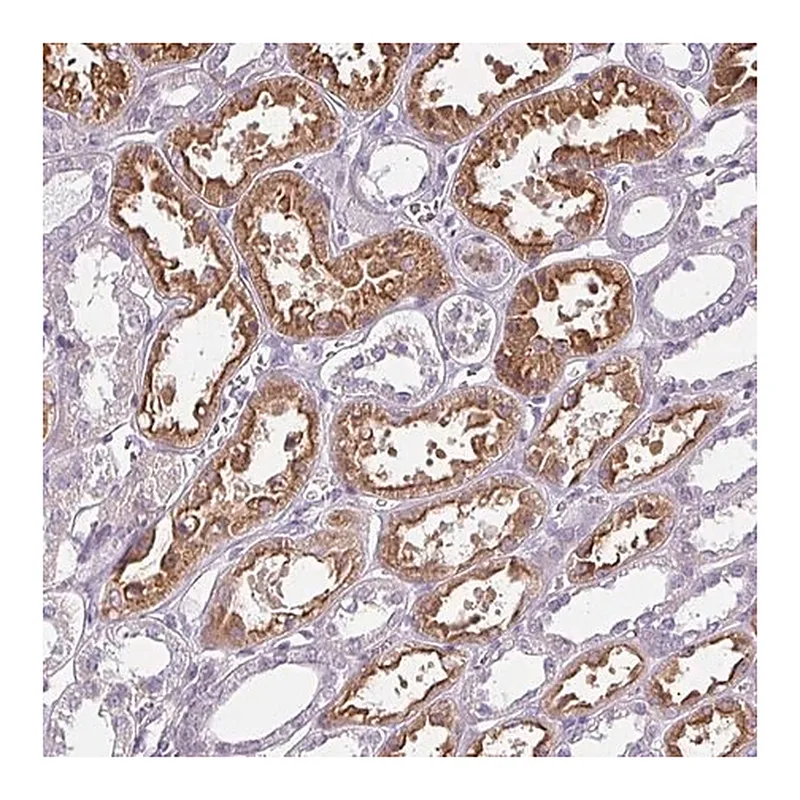 Merck Anti-CHRDL1 antibody produced in rabbit