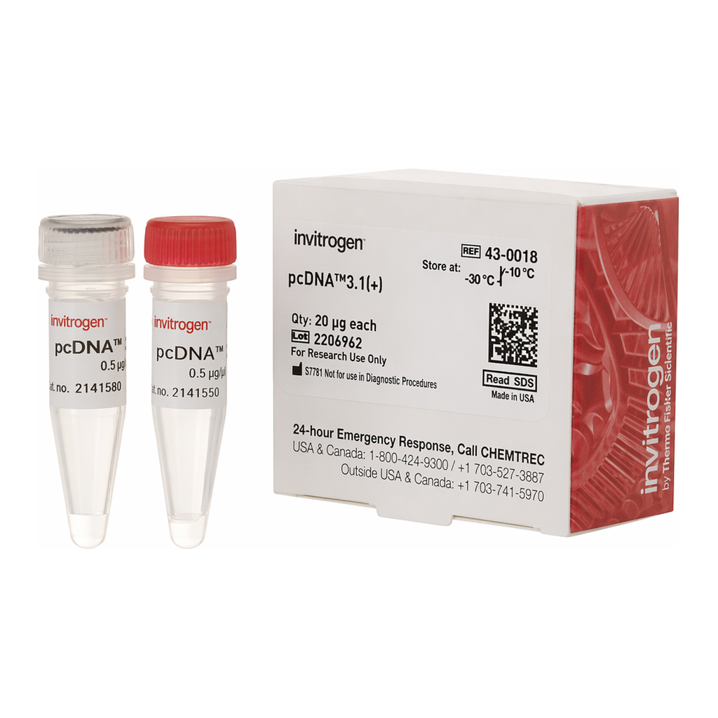 Thermo Fisher Scientific pcDNA3.1<sup> (+)</sup> Mammalian Expression Vector