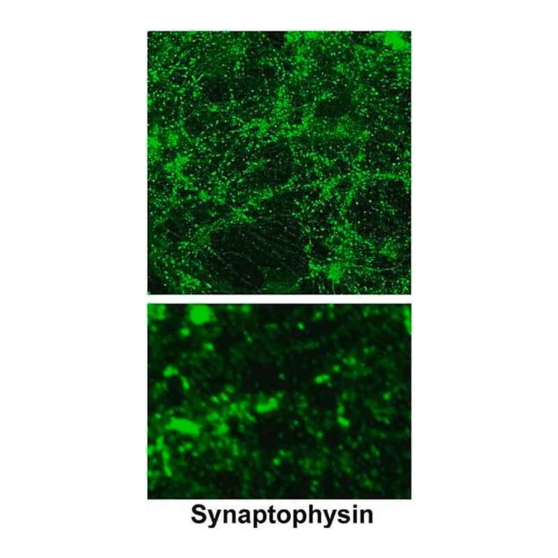 Merck ANTI-SYNAPTOPHYSIN