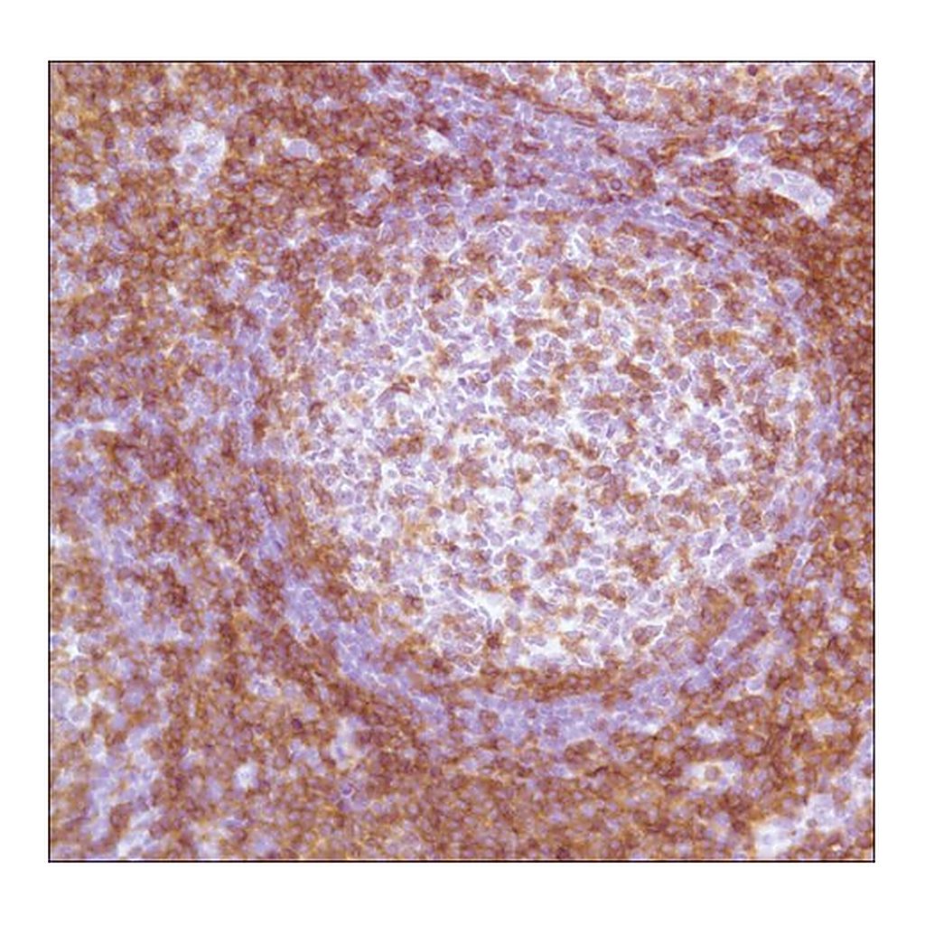 Merck Anti-CD4 antibody, Rabbit monoclonal