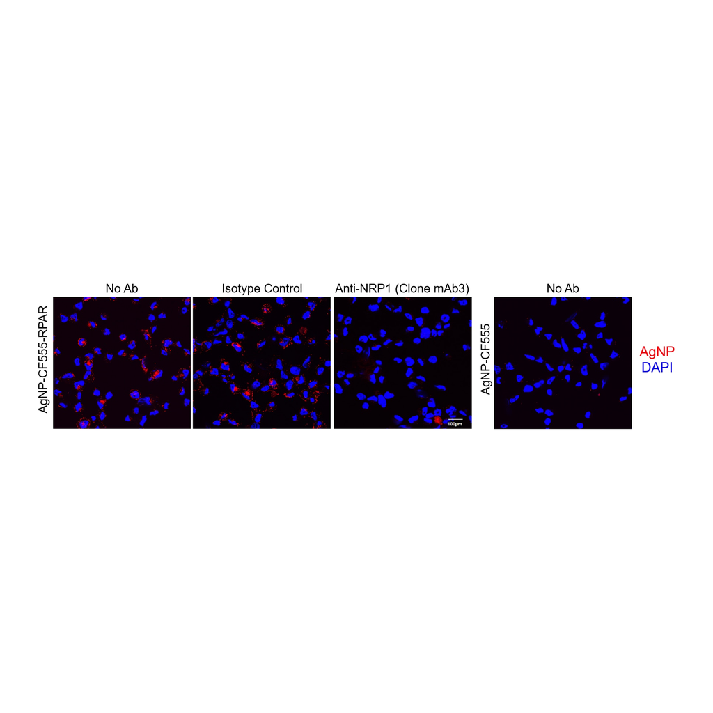 BD Purified NA/LE Mouse Anti-Human Neuropilin-1 (CD304)