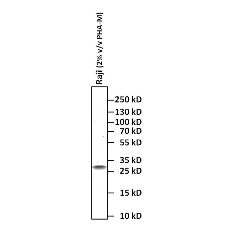 Thermo Fisher Scientific Goat anti-Syrian Hamster IgG (H+L) Secondary Antibody, HRP