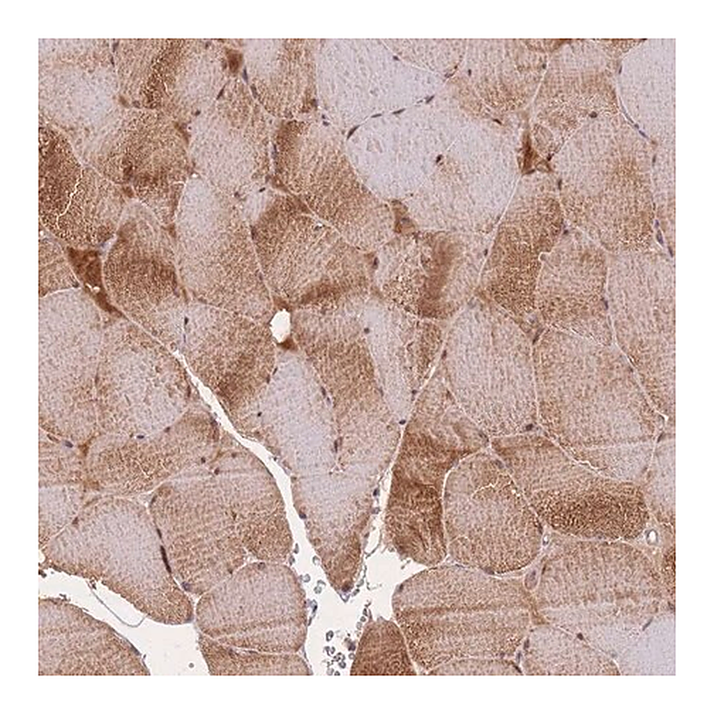 Merck Anti-FNDC5 antibody produced in rabbit
