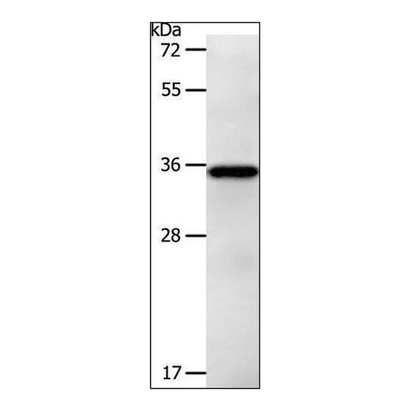 Merck Anti-LPPR5 antibody produced in rabbit