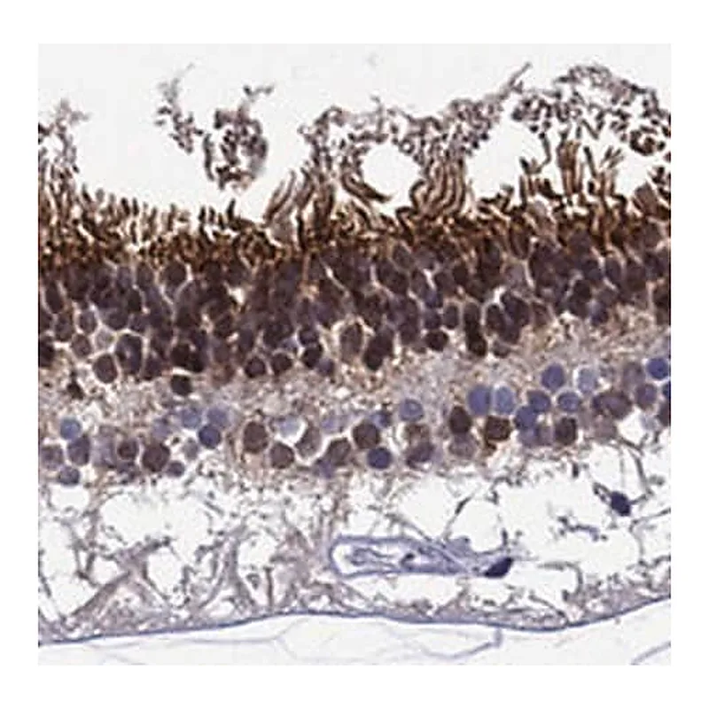 Merck Anti-MSI1 antibody produced in rabbit