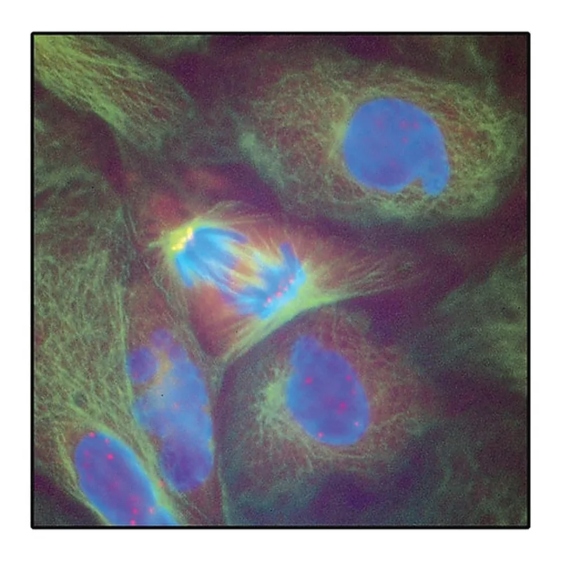 Merck Anti-Human IgG (Fc specific)-Cy3 antibody produced in goat