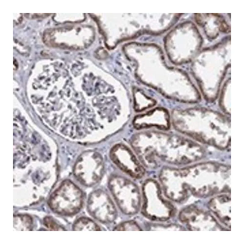 Merck Anti-PSMG4 antibody produced in rabbit