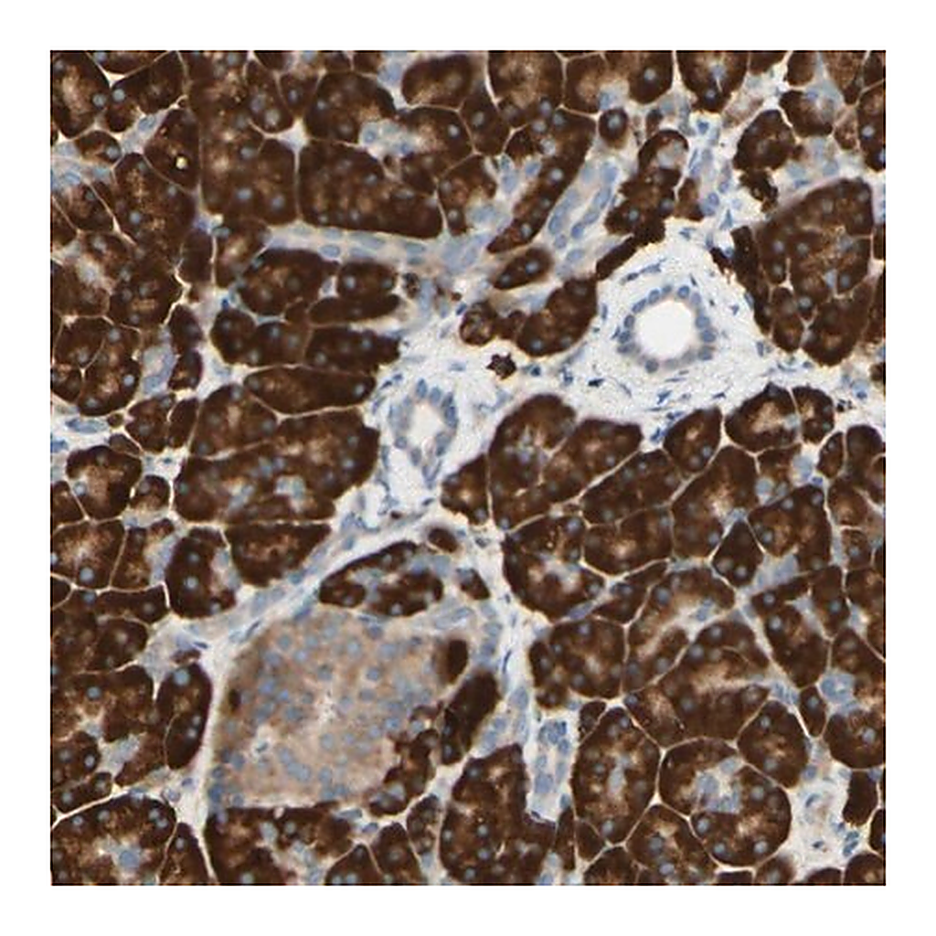 Merck Anti-DNAJB11 antibody produced in rabbit