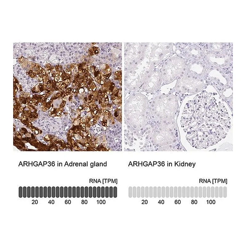Merck Anti-ARHGAP36 antibody produced in rabbit