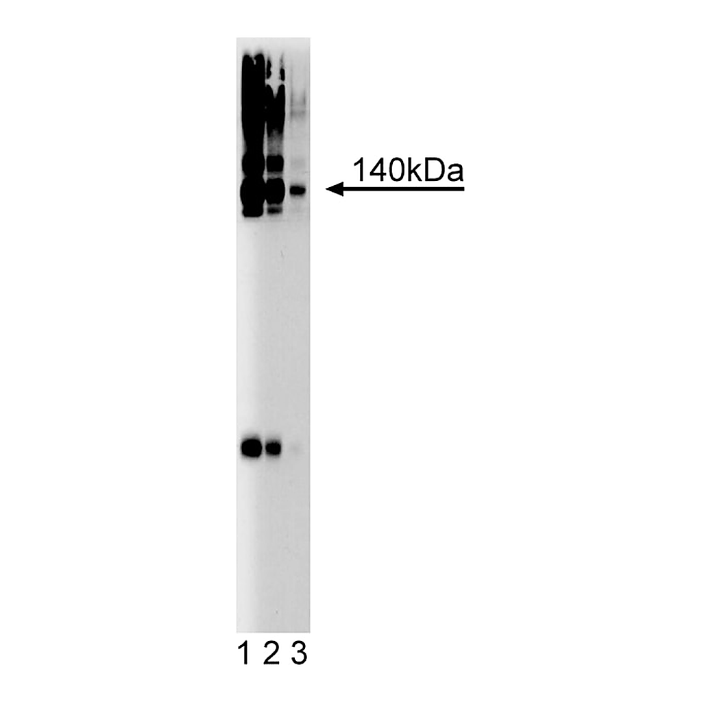BD Purified Mouse Anti-Brevican