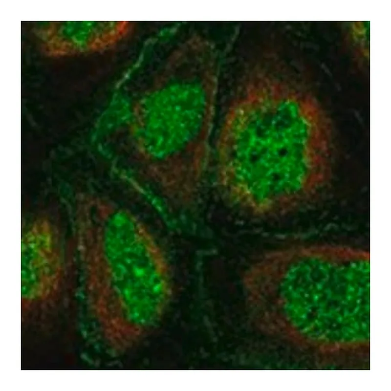 Merck Anti-POU2F3 antibody produced in rabbit