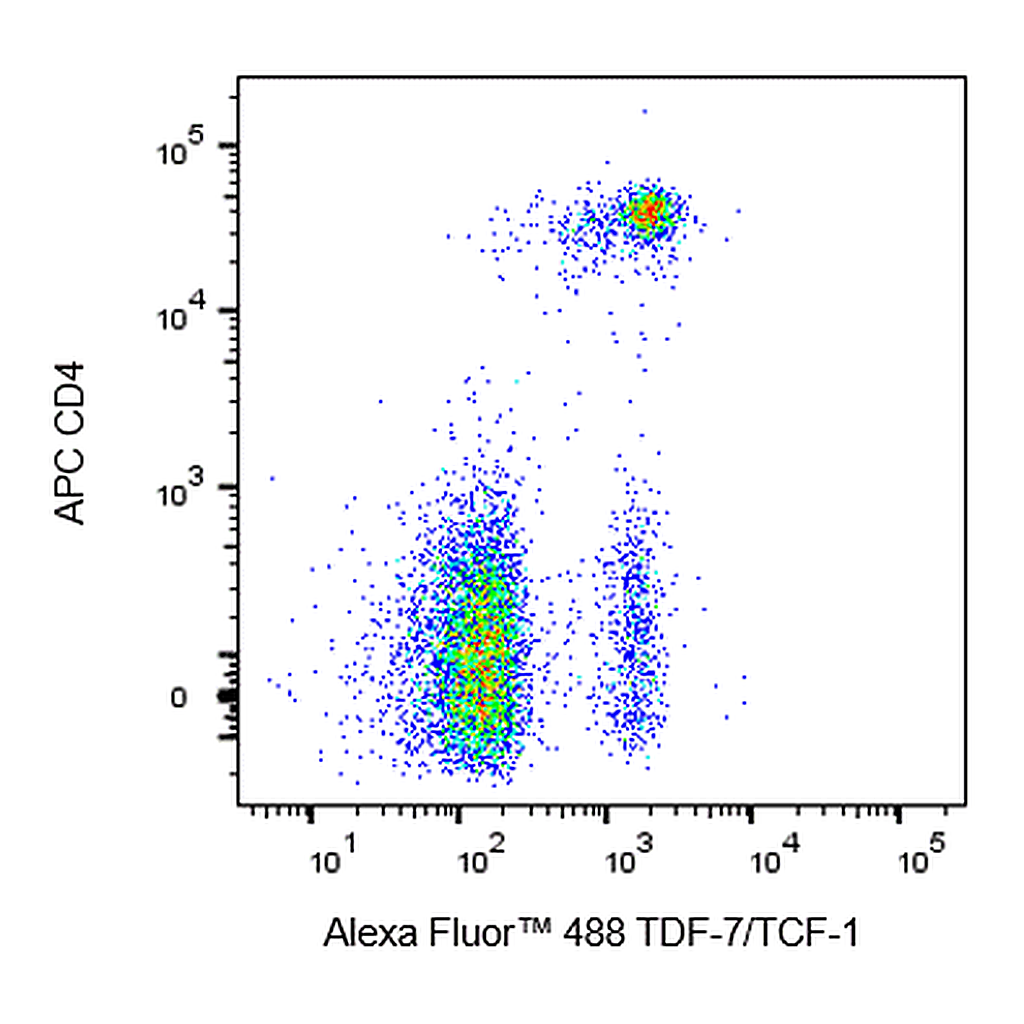 BD Alexa Fluor 488 Mouse Anti-TCF-7/TCF-1
