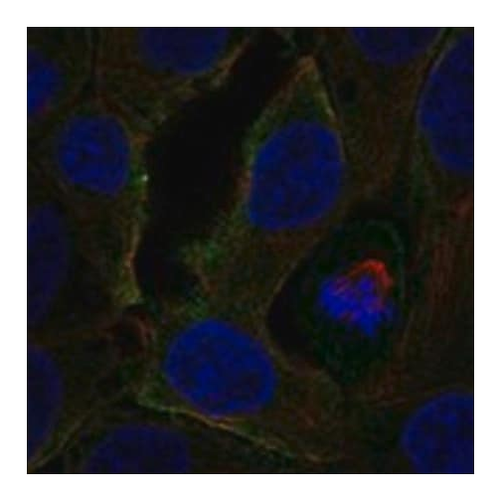 Merck Anti-CCR3 antibody produced in rabbit