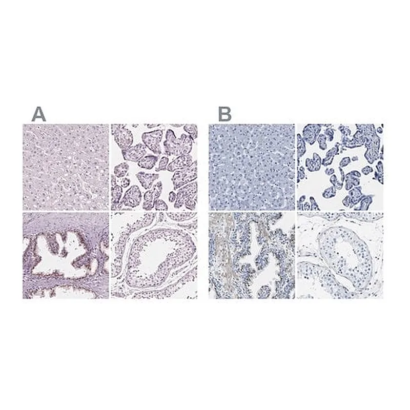 Merck Anti-SLC45A3 antibody produced in rabbit