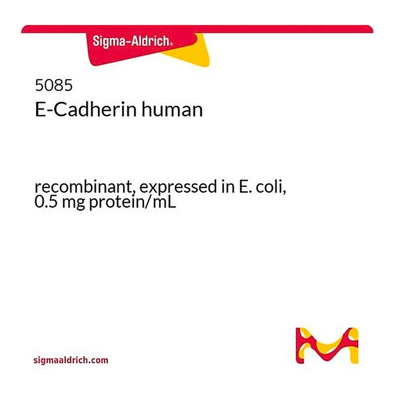 Merck E-Cadherin human