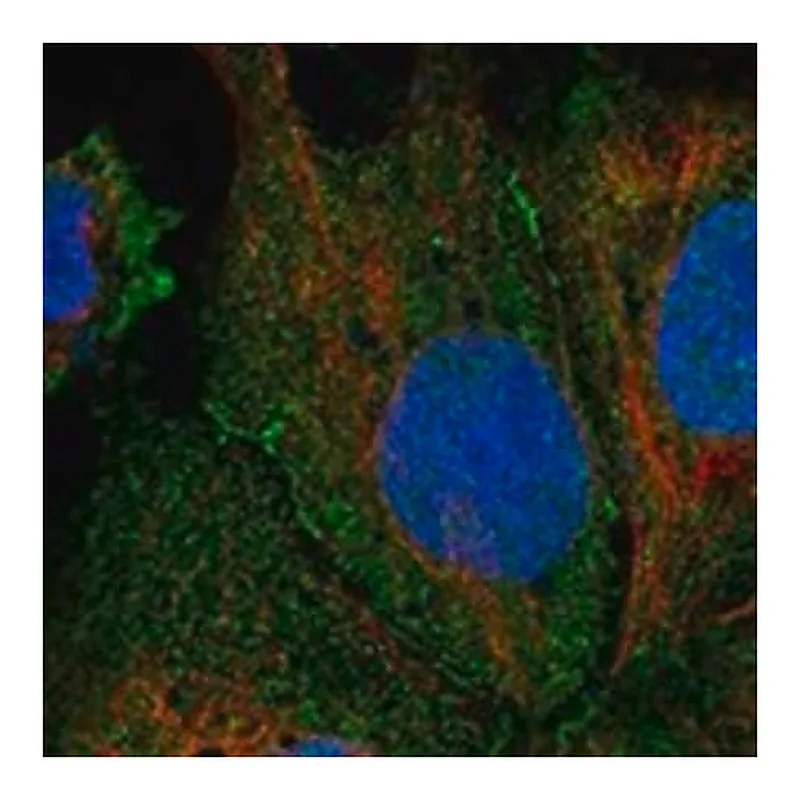 Merck Anti-LRRC9 antibody produced in rabbit