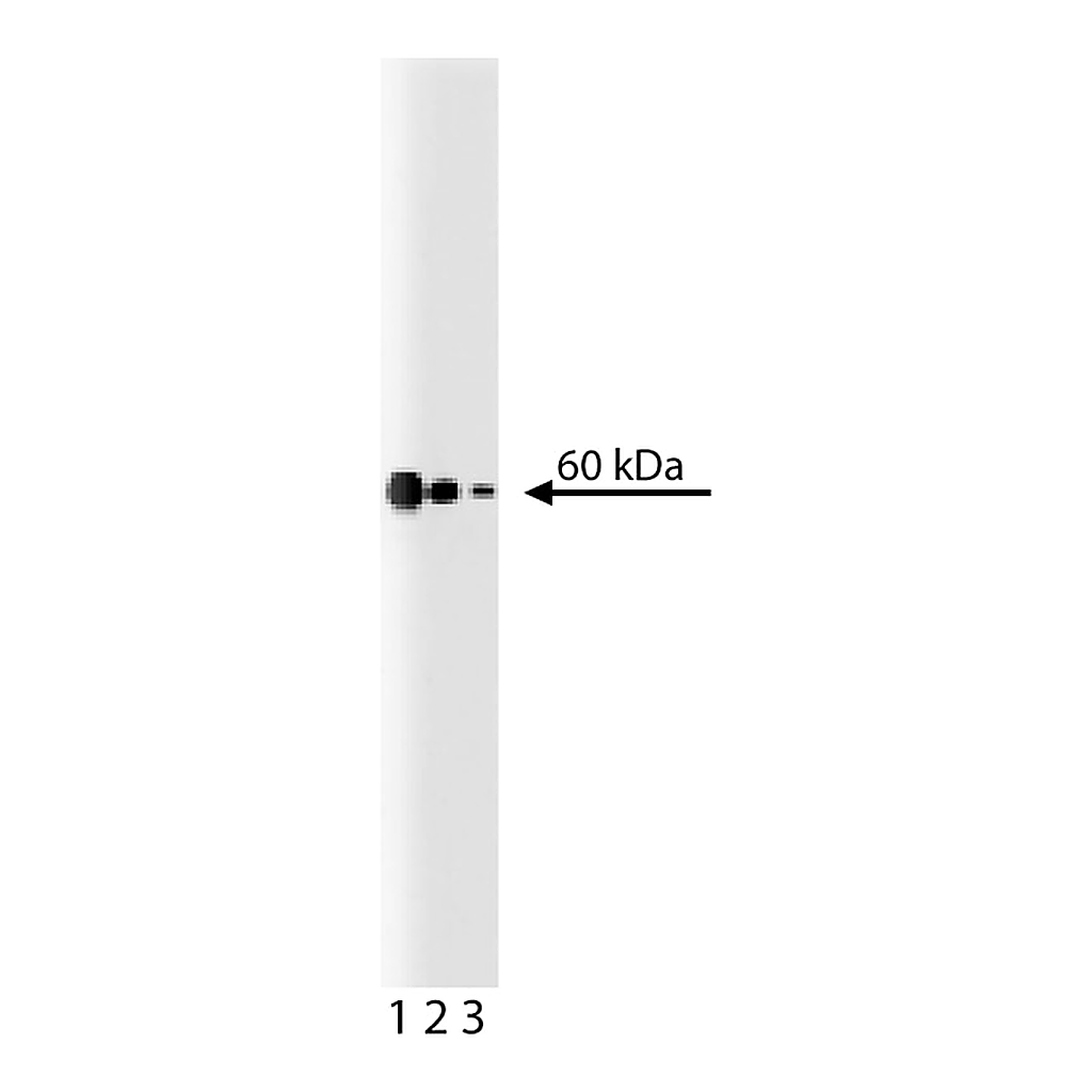 BD Purified Mouse Anti-p54 [nrb]