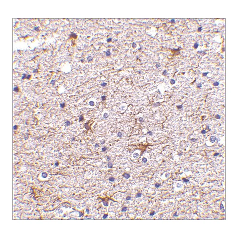 Merck Anti-TMP21 (ab1) antibody produced in rabbit