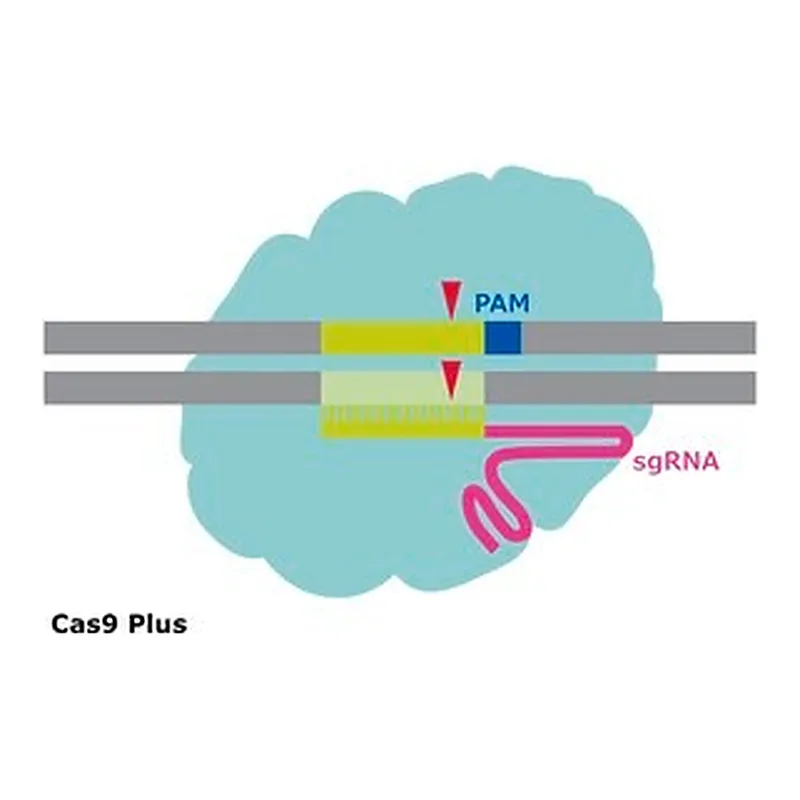 Merck CAS9 PLUS PROTEIN