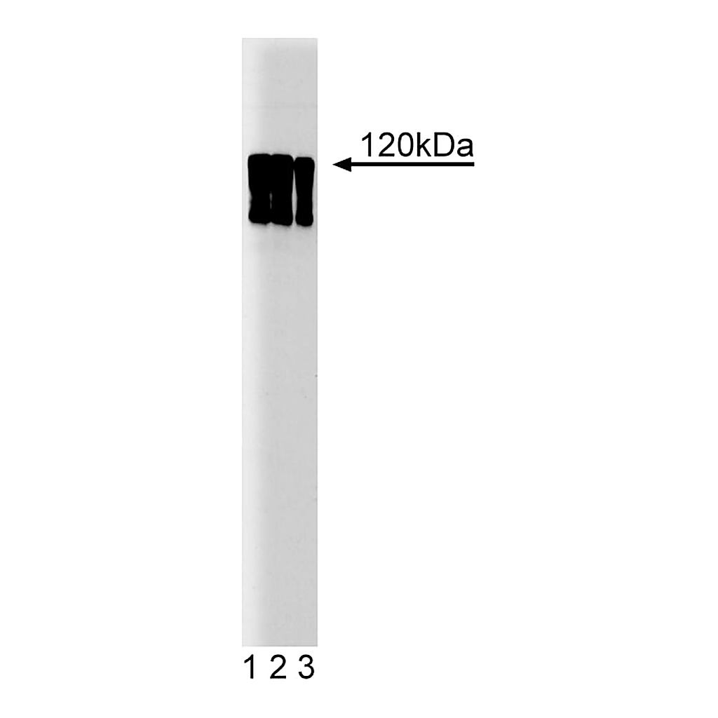 BD Purified Mouse Anti-Human HIF-1α