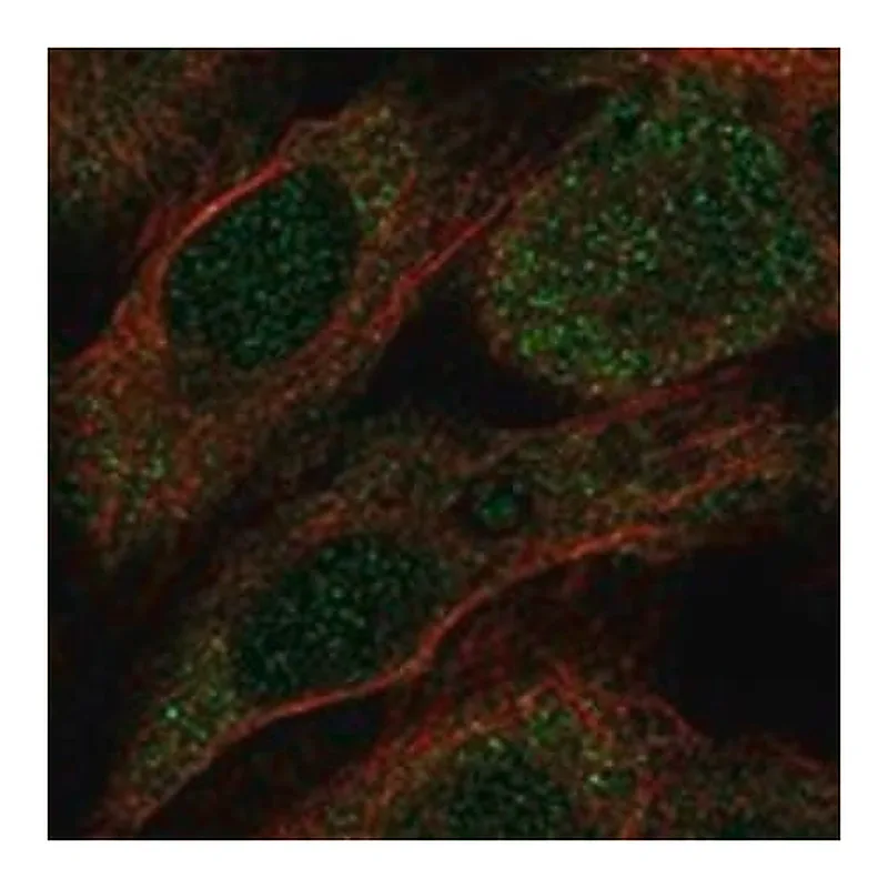 Merck Anti-ITPA antibody produced in rabbit