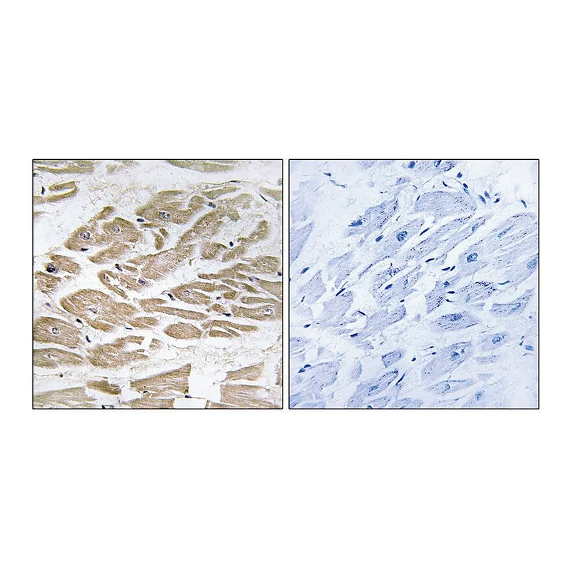 Merck Anti-BRP44L antibody produced in rabbit