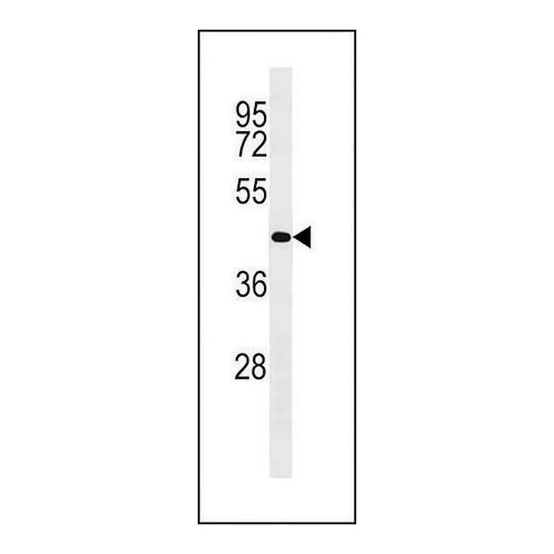 Merck MONOCLONAL ANTI-BETA-ACTIN antibody produced in mouse